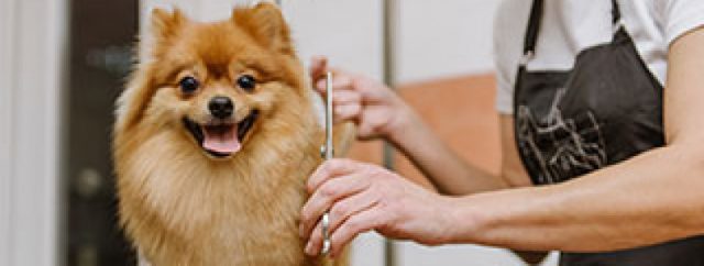Miami Dog Grooming Tips and Strategies for Beginners