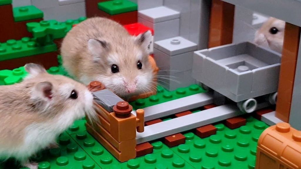 hamster escapes